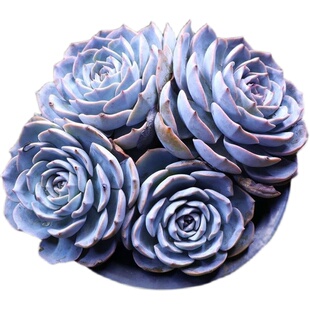 蓝石莲多肉植物花卉盆栽室内绿植好养阳台客厅新手四季易活防辐射