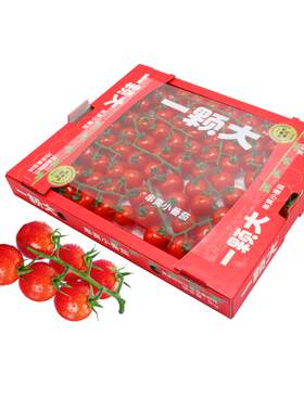 一颗大串樱桃番茄新鲜自然熟