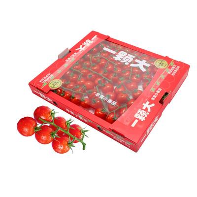 一颗大串樱桃番茄新鲜自然熟