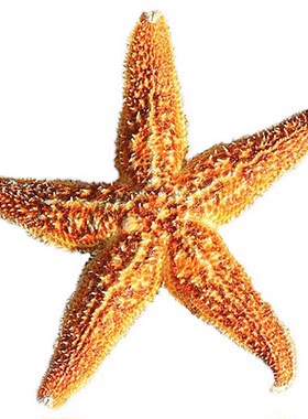 天然大海星标本摆设海洋风格墙饰