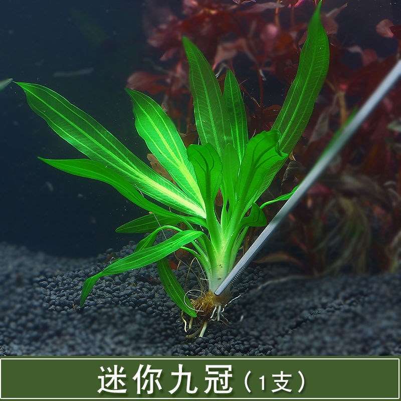 销鱼缸造景懒人水草淡水植物水族箱中后景有茎水草绿菊套餐厂