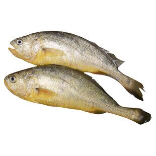 大黄鱼2斤一条大黄花鱼特大新鲜冷冻黄鱼生鲜深海鲜活海鲜宁德