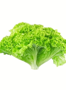蔬菜种子大全四季播种保证芽率