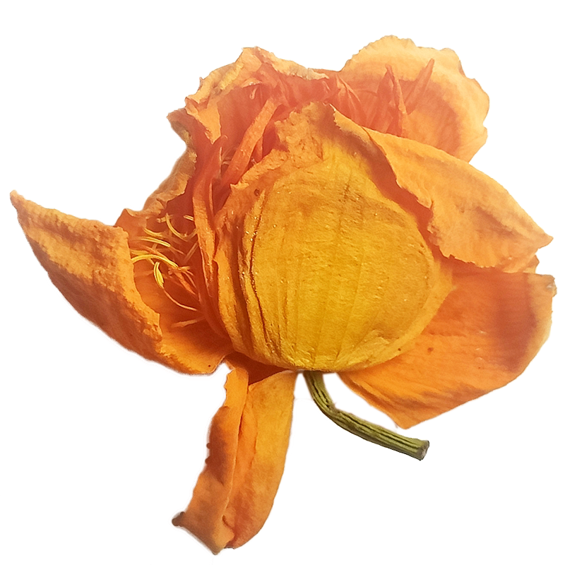 野生金莲花护嗓凉茶花茶