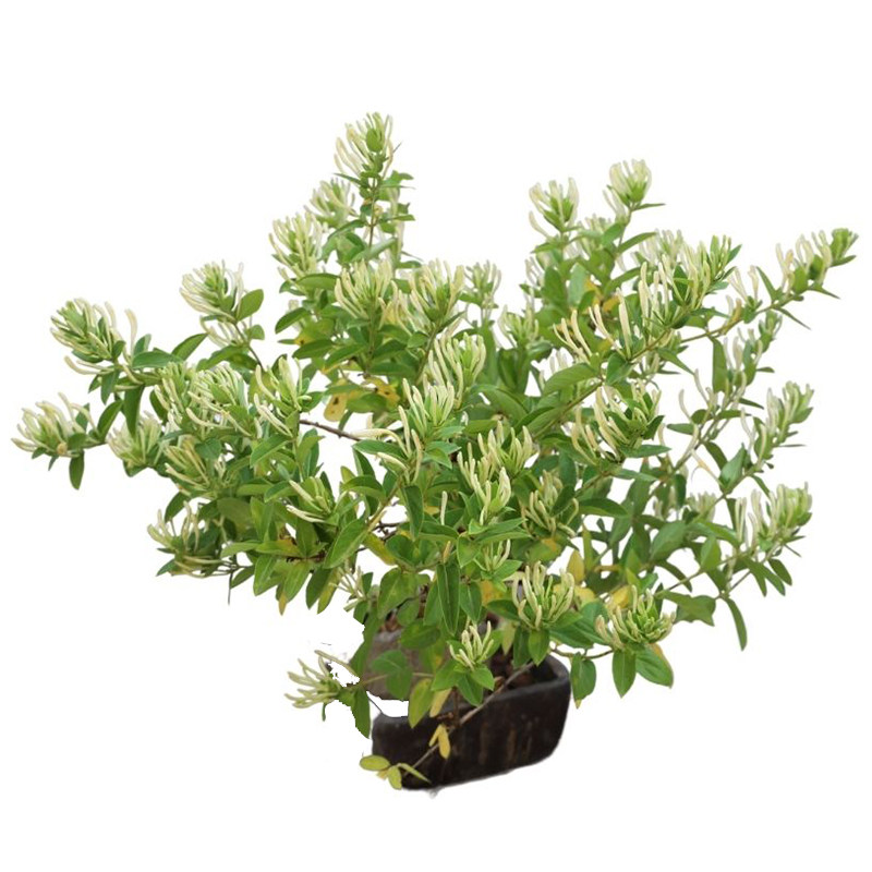 山东老王药用中药材北花一号金银花树苗种子种植地种种植盆栽小苗