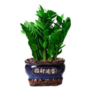 金钱树盆栽室内客厅办公室招财树钱串子大型好养花卉绿植物发财树