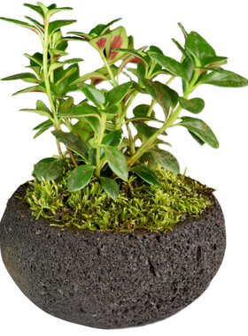 火山石花盆透气吸水石多肉菖蒲