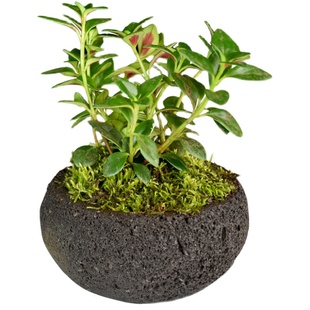 火山石花盆透气吸水石简约复古圆盆多肉玉露菖蒲绿植盆栽专用花盆