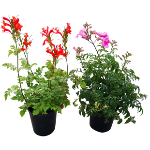 粉色凌霄盆栽橙色凌霄花苗爬藤植物中华硬骨凌霄炮仗花带花苞阳台