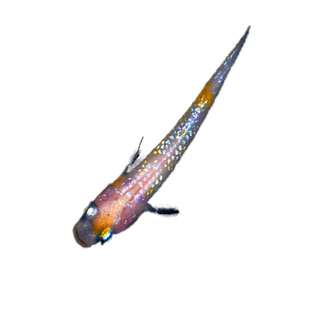 观背青鳉观赏鱼好养耐活自来水冷水淡水罕见鱼小鱼生态小杂鱼青鳉