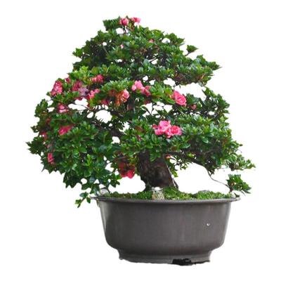 皋月杜鹃天星之舞老桩盆景