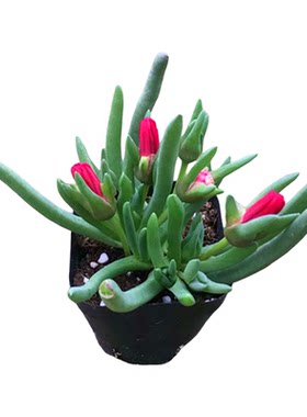 黄花照波红花奔龙多肉好养活