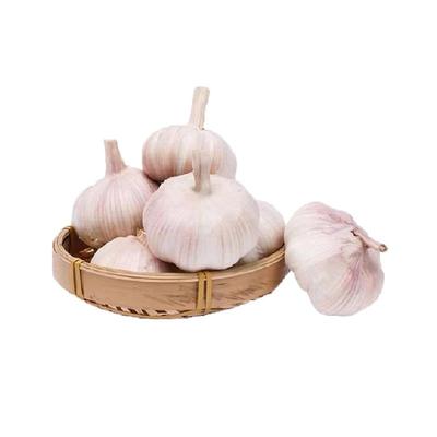 山东大蒜干蒜紫皮大蒜调味菜
