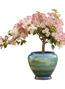 小琅瓷三角梅专用透气粗陶花盆