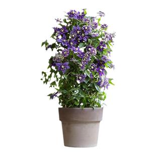 塔莎的花园铁线莲大苗精品爬藤开花植物倒影乌托邦多年生花卉盆栽