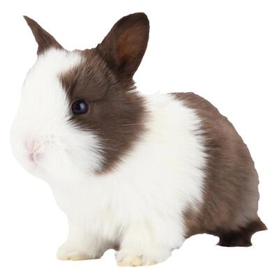 北京发侏儒兔垂耳兔茶杯兔长不大