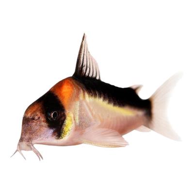 黑金红头南美清理底床残渣工具鱼