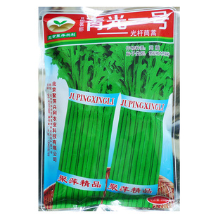 青光一号小叶光杆茼蒿种子四季耐热青菜蓬蒿皇帝菜蒿子秆蔬菜种籽