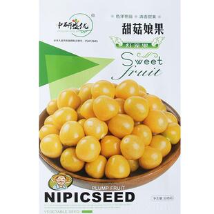 甜菇娘果种子灯笼果种子东北奶香姑娘果树种籽黄姑娘水果春秋播种
