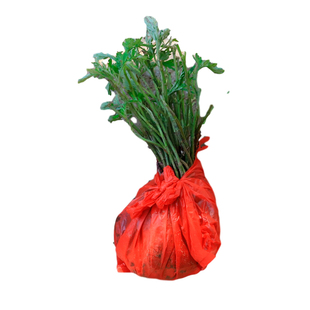 深山艾草苗细小叶农家新鲜现采艾草苗子阳台药材种植苗青团艾叶苗