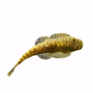 原生鱼冷水鱼麦氏吸鳅原生吸鳅长汀拟腹吸鳅耐寒耐热除藻爬岩鳅鱼