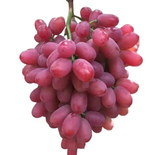 【现摘现发】新鲜克伦生无籽红提脆甜多汁皮薄无核葡萄孕妇儿童