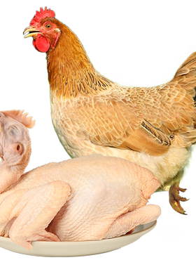 温氏食品三黄鸡散养土鸡鸡肉