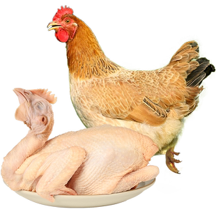 温氏天露三黄鸡散养土鸡农村慢养走地鸡正宗土鸡肉生鲜食品