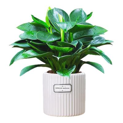 金钻绿公主盆栽绿萝花卉绿植水培植物室内好养四季吸除发财树甲醛