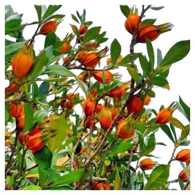 福建黄栀子苗结果药用山栀子树苗高产水山枝子现挖现发染料野生