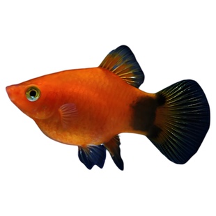 米奇鱼 月光鱼 胎生鱼 小型鱼 观赏鱼 新手推荐 好养活新手鱼包邮