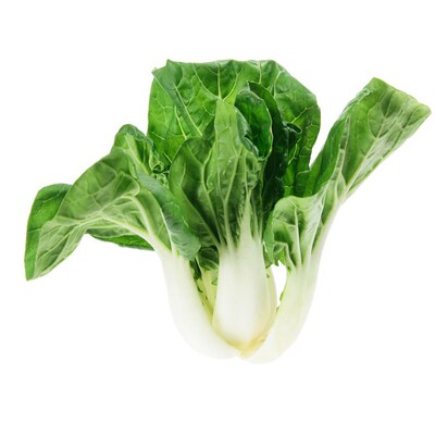 白青大全鸡毛菜春秋冬季种籽