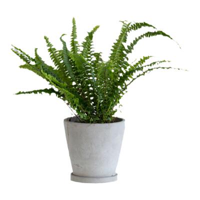 波士顿蕨蕨类盆栽室内绿植