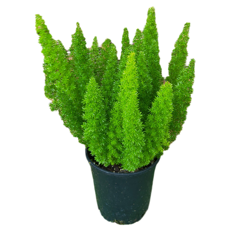 狐尾天门冬新款趣味阳台花