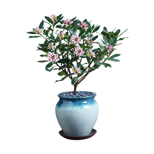 金边瑞香浓香盆栽带花苞室内客厅桌面桂花茶花年宵花卉绿植物盆景