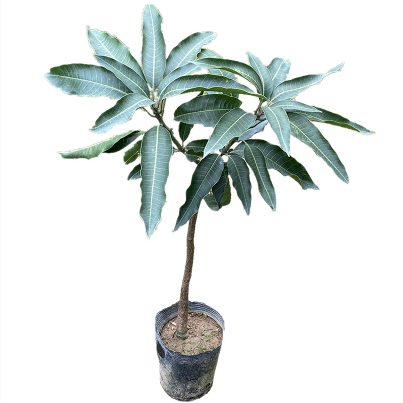 嫁接南方种植四季象牙芒果树苗