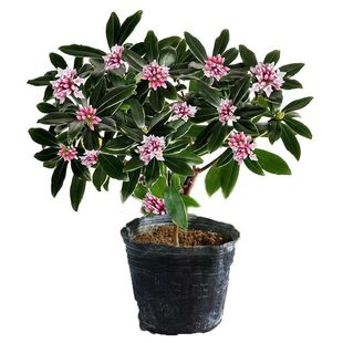 金边瑞香盆栽浓香型老桩大苗年宵花卉带花苞室内耐寒阳台花卉植物