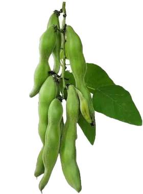 广西农家新鲜狗儿豆狗爪豆5斤现摘龙爪豆老虎豆狗爪毛豆猫儿豆10