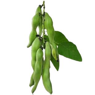 广西农家新鲜狗儿豆狗爪豆5斤现摘龙爪豆老虎豆狗爪毛豆猫儿豆10