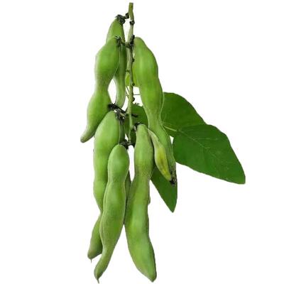 广西农家新鲜狗儿豆狗爪豆5斤现摘龙爪豆老虎豆狗爪毛豆猫儿豆10