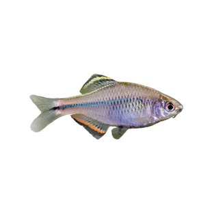 广汕尾齐氏鱊鳑鲏鱼观赏群游原生鱼溪流冷水鱼鳑鲏活体小型观赏鱼