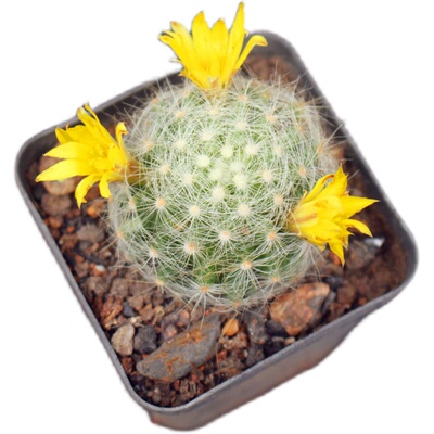 办公室开花仙人掌红太阳带盆栽好