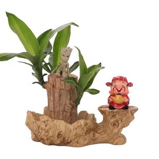 巴西木格鲁特开花水培植物幸运木室内桌面绿植盆栽水养四季好养