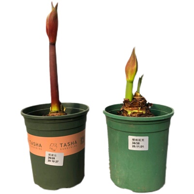 进口朱顶红种球重瓣花朵大花期长