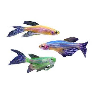 斑马鱼红斑马青苹果柠檬天使鱼蝶翼观赏鱼生态瓶冷水鱼淡水鱼小型