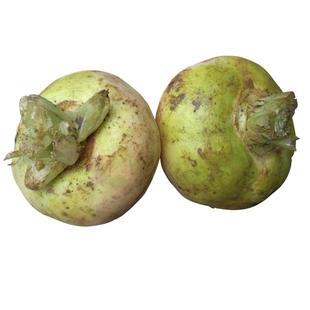 新疆阿克苏柯坪新鲜恰玛古蔓菁芜菁诸葛菜碱性食物当季3斤5斤包邮