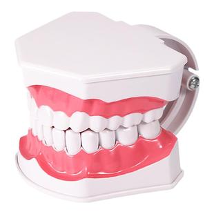 儿童早教刷牙模型两倍 幼儿园口腔教学牙齿模型 教具大号仿真牙模