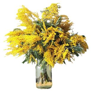 银叶金合欢鲜花云南直发家用绿植插花黄色合欢花鲜切花枝条圣诞花