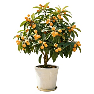 枇杷树果苗嫁接无核砂糖琵琶大果南北方种植盆地栽水果树当年结果