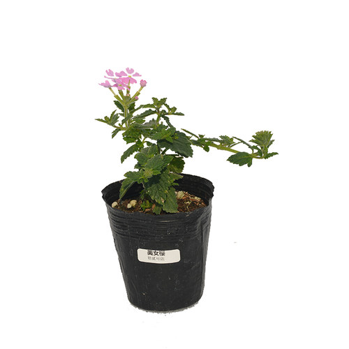 美女樱苗盆栽 多年生植物多季开花耐寒热美女樱花苗 美女樱苗植物